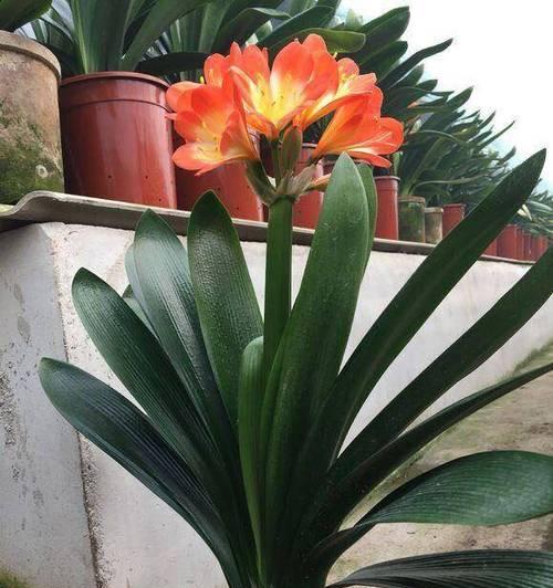 石英砂君子兰的种植方法是什么？如何正确种植石英砂君子兰？