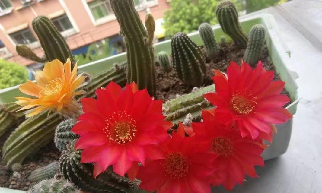 直爽的仙人球是什么品种？