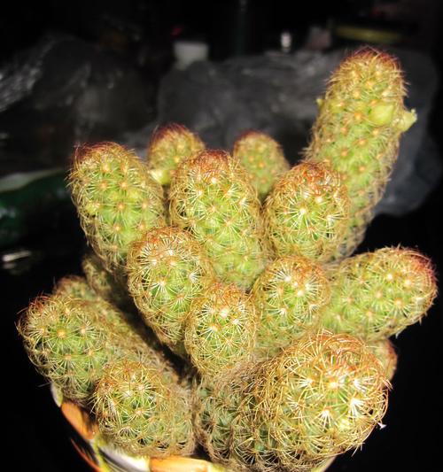 直爽的仙人球是什么品种？