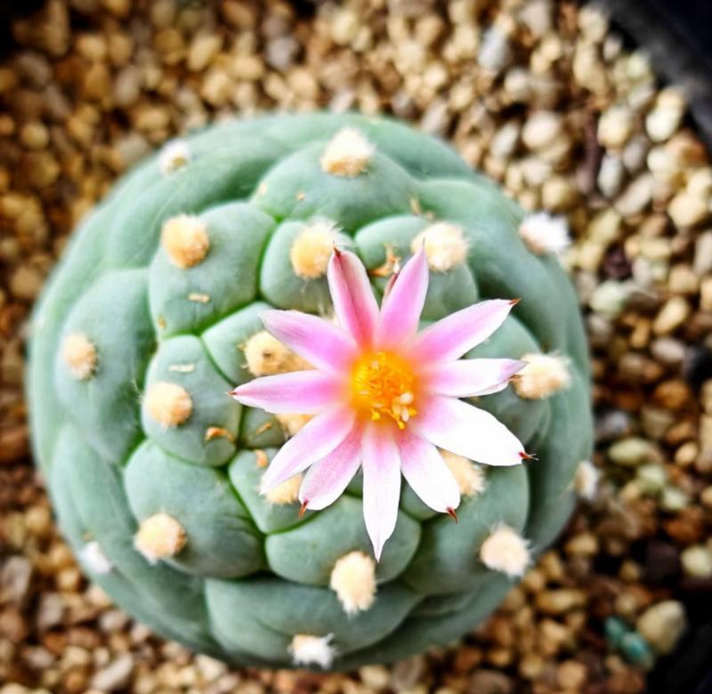 仙人球为何突然开花？开花前有哪些征兆？