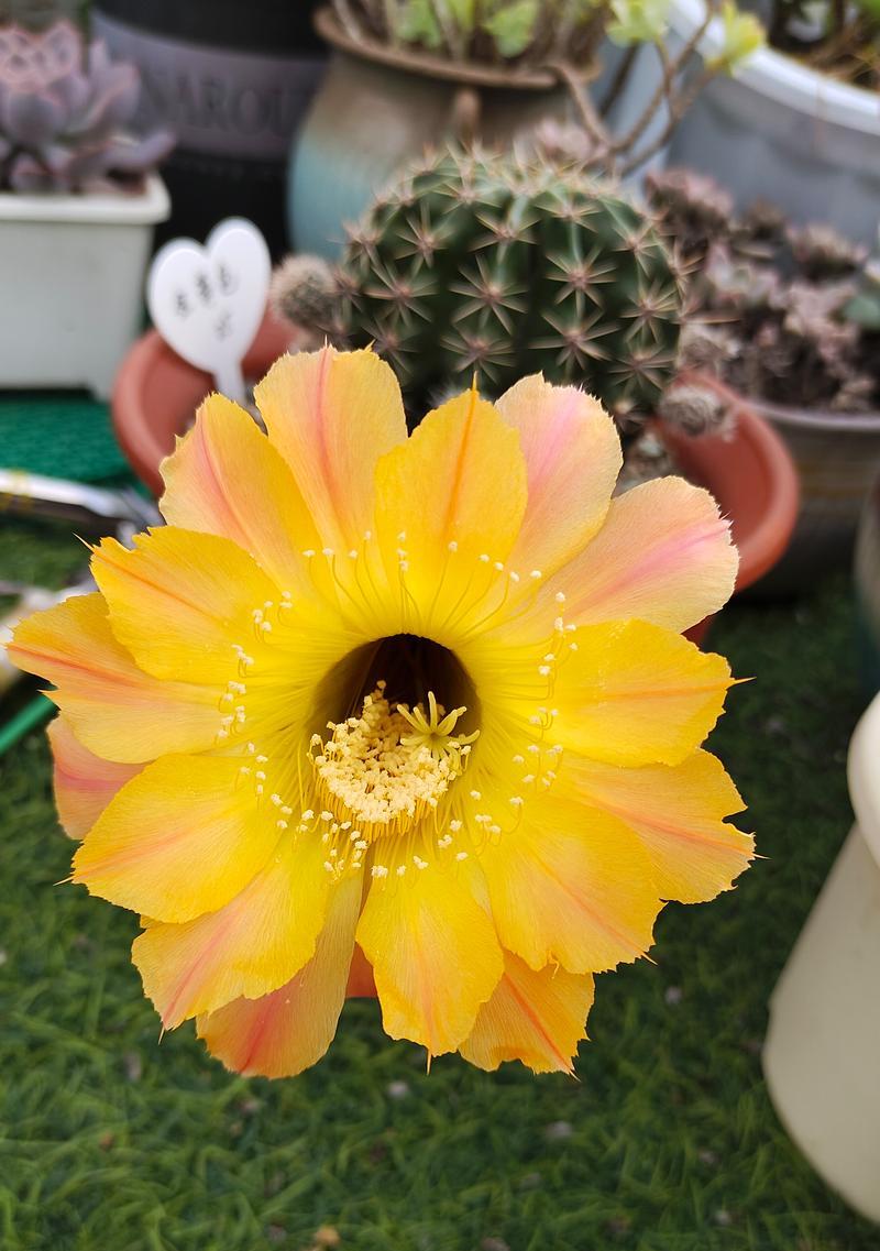 仙人球为何突然开花？开花前有哪些征兆？