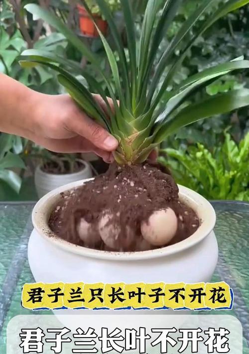 直立卷叶君子兰的养殖技巧？