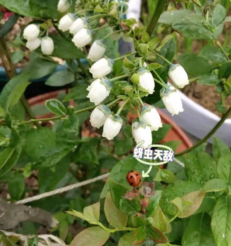 玫瑰花芽虫怎么防治效果最佳？