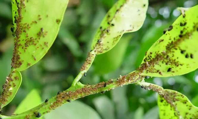 玫瑰花芽虫怎么防治效果最佳？