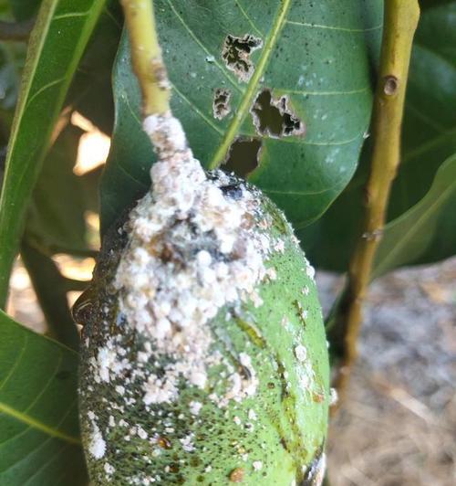 玫瑰花芽虫怎么防治效果最佳？