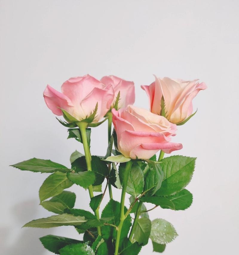玫瑰花蔫了怎么恢复？