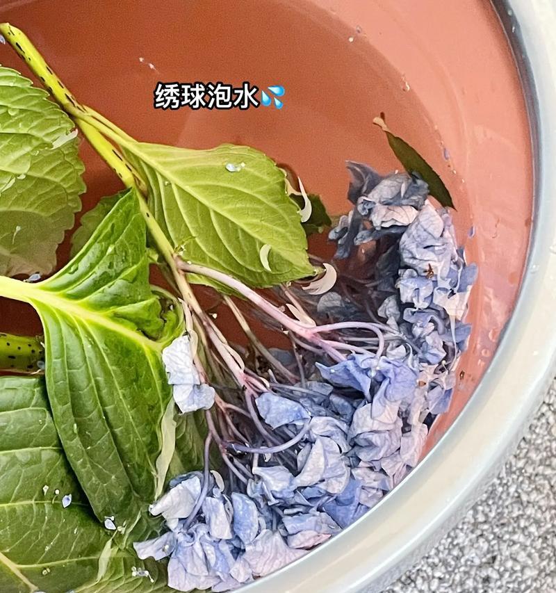 玫瑰花蔫了怎么恢复？