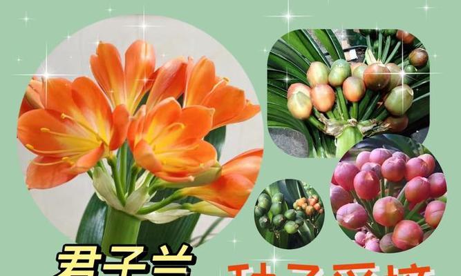 君子兰种子发芽后如何培养？