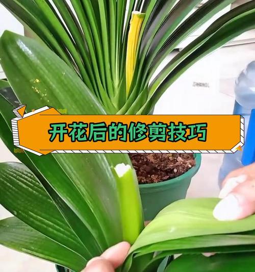 君子兰种子发芽后如何培养？