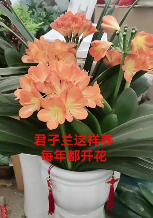 君子兰养护管理技巧？红梅花开时君子兰如何养护？