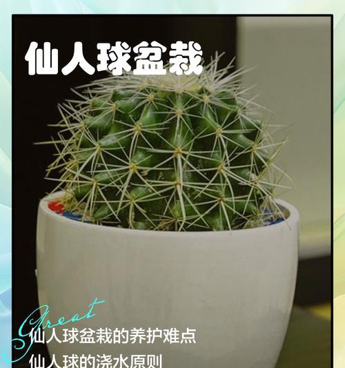 小仙人球的盆栽种植技巧是什么？