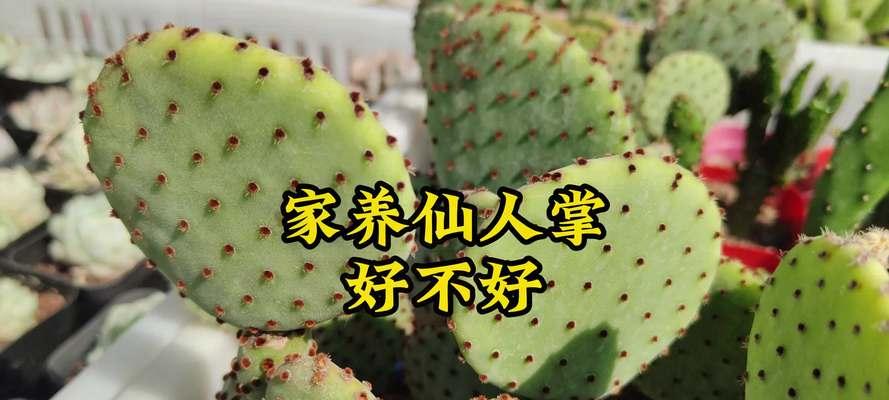 带盆仙人掌如何养护？有哪些注意事项？