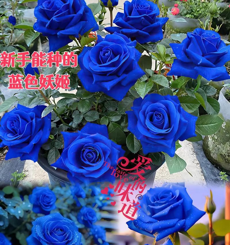牛街种植玫瑰花的著名地点是什么？