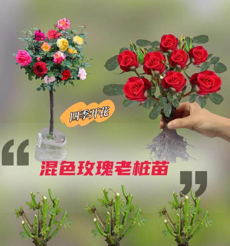 牛街种植玫瑰花的著名地点是什么？
