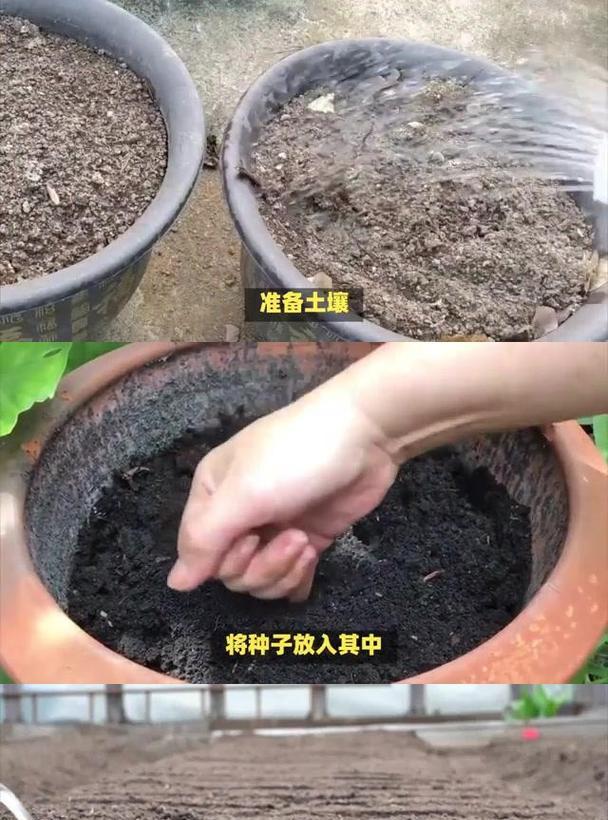 君子兰种子育苗土如何配制？
