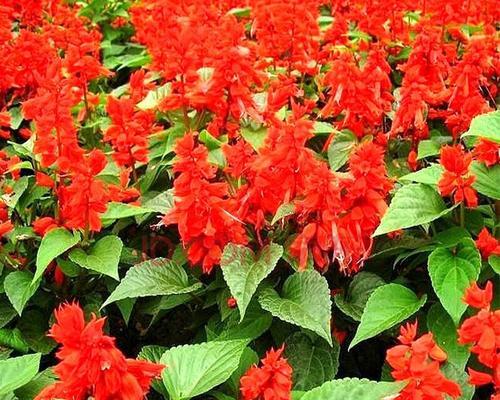 红色花仙人掌盆栽的养护要点是什么？