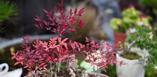 红色花仙人掌盆栽的养护要点是什么？