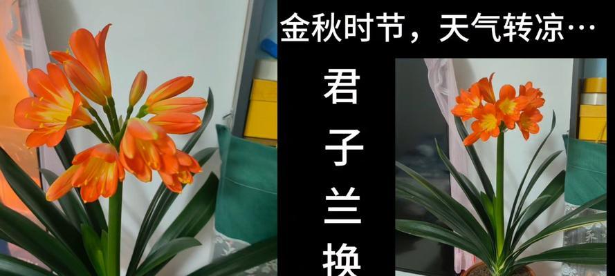 新买的君子兰如何正确栽种换盆？有哪些注意事项？