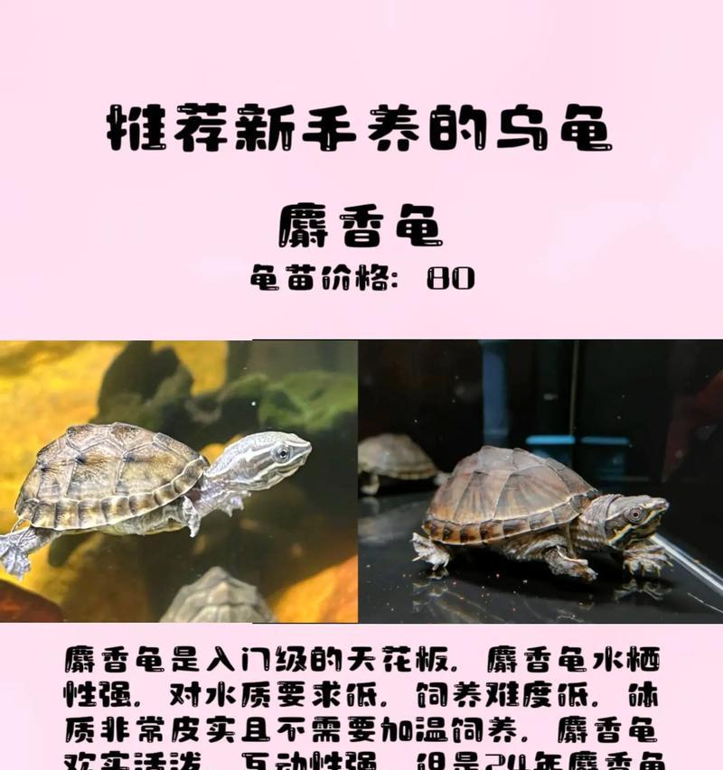 老乌龟玫瑰花如何养活？需要特别注意什么？