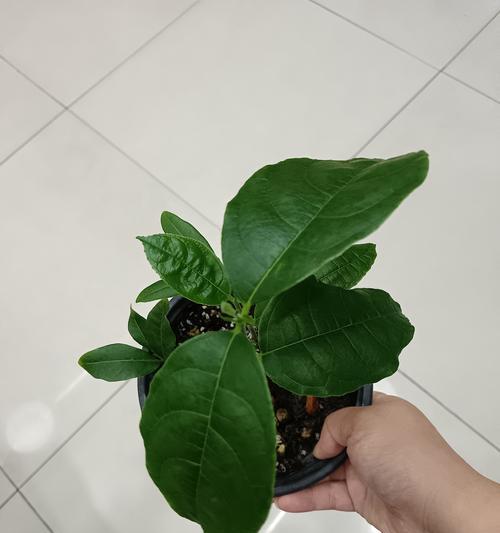 绿萝模拟仙人掌的养护和管理方法是什么？有哪些注意事项？
