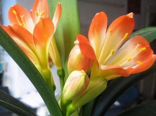 如何处理竹子夹住君子兰叶子的情况？