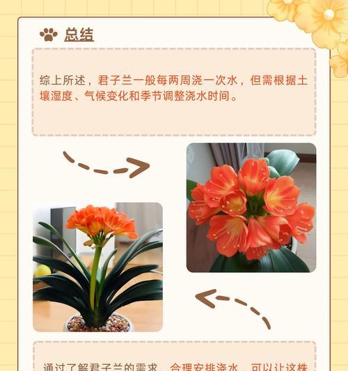 君子兰浇根的爆芽素是什么？使用后对生长有何影响？