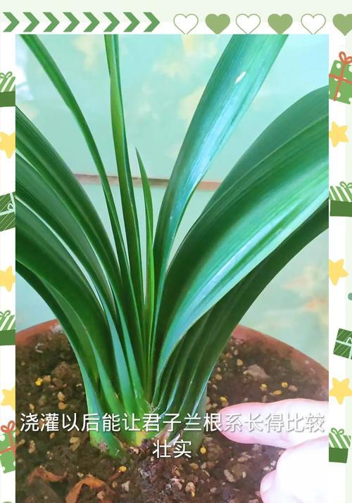 君子兰浇根的爆芽素是什么？使用后对生长有何影响？