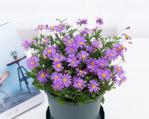 君子兰小苗紫色花苞出现的原因是什么？