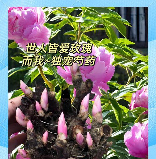 芍药嫁接牡丹花发芽后如何管理？从下桩发芽的芍药嫁接牡丹花养护方法是什么？