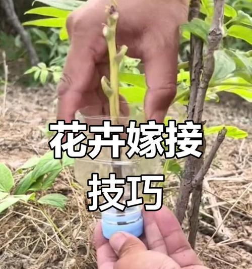 芍药嫁接牡丹花发芽后如何管理？从下桩发芽的芍药嫁接牡丹花养护方法是什么？
