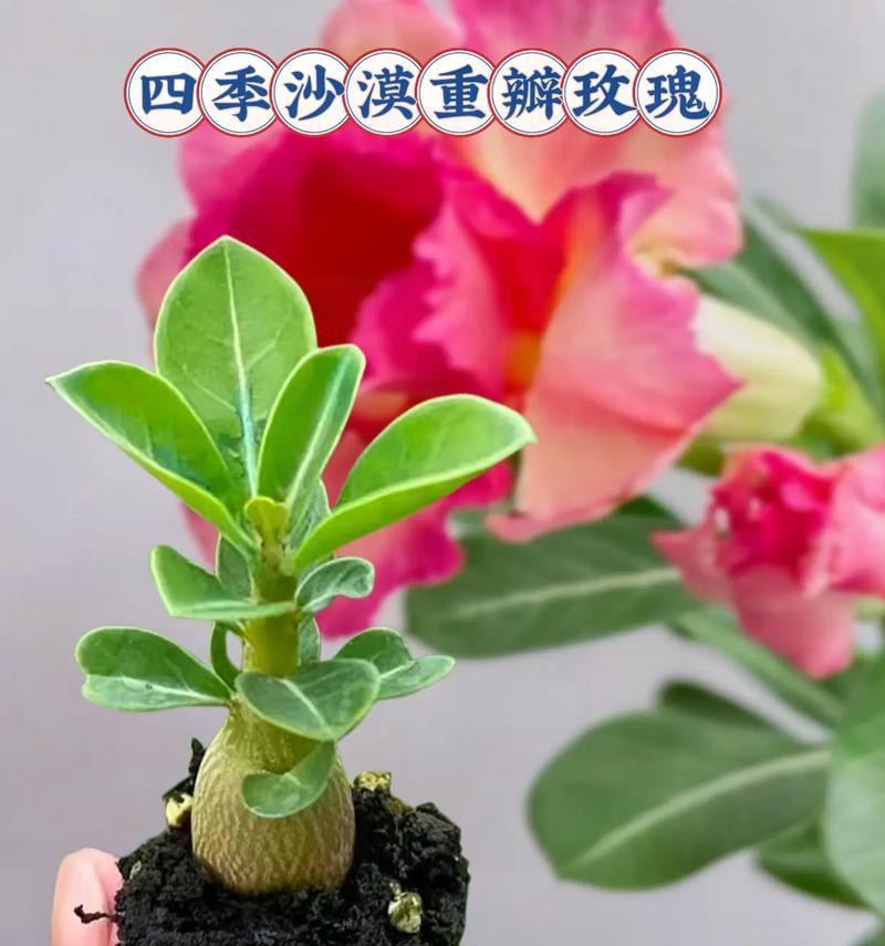 玫瑰花星光沙漠怎么养？在沙漠环境中如何保持玫瑰花的健康？