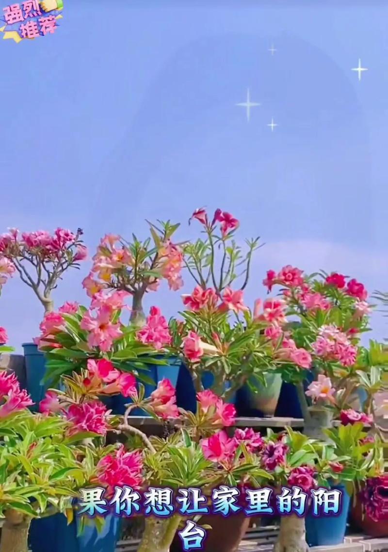 玫瑰花星光沙漠怎么养？在沙漠环境中如何保持玫瑰花的健康？