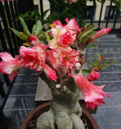 玫瑰花星光沙漠怎么养？在沙漠环境中如何保持玫瑰花的健康？
