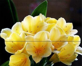 绿花君子兰有香味吗？如何正确养护？
