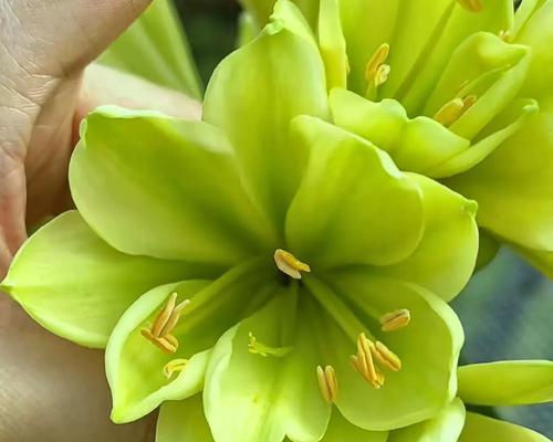 绿花君子兰有香味吗？如何正确养护？