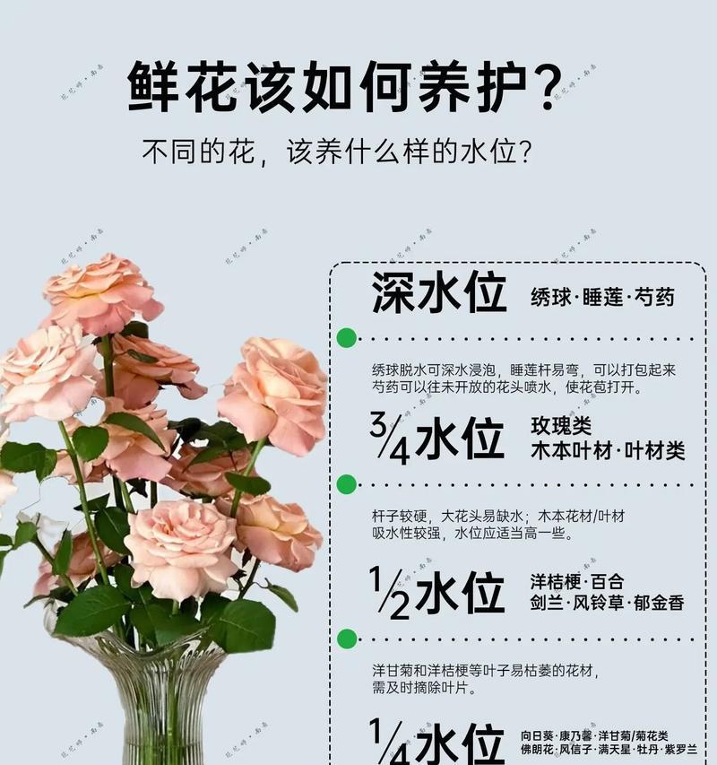 长条梅玫瑰花的养护要点是什么？