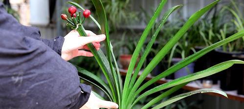 君子兰养成桩需要多长时间才能开花结果？