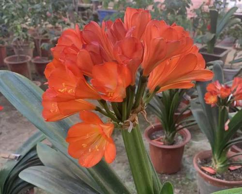 君子兰养成桩需要多长时间才能开花结果？