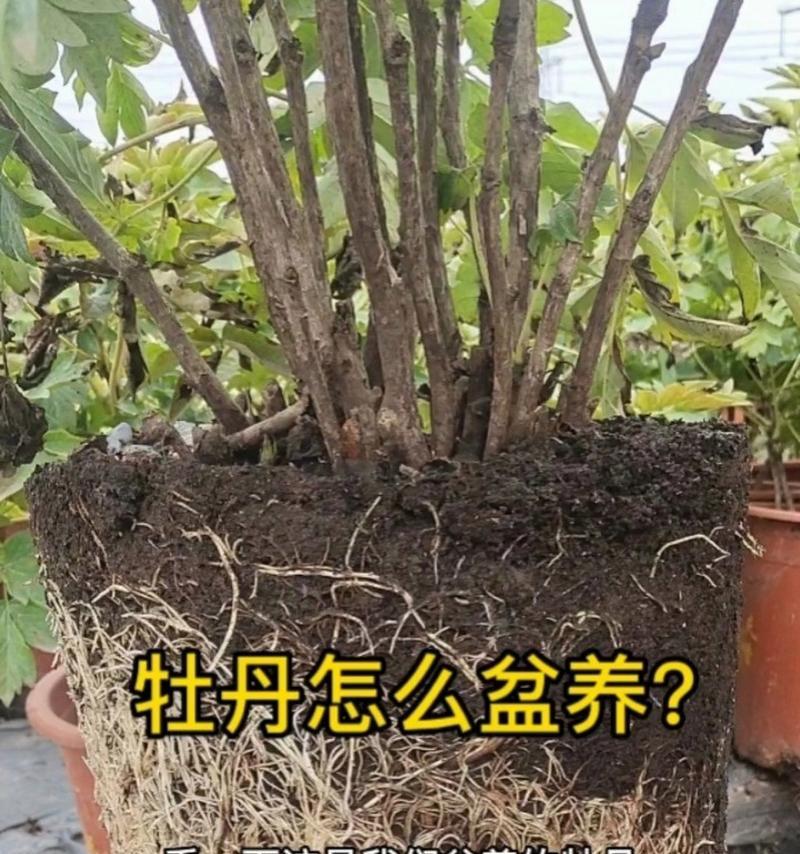 色牡丹花怎么养？有哪些养护技巧？