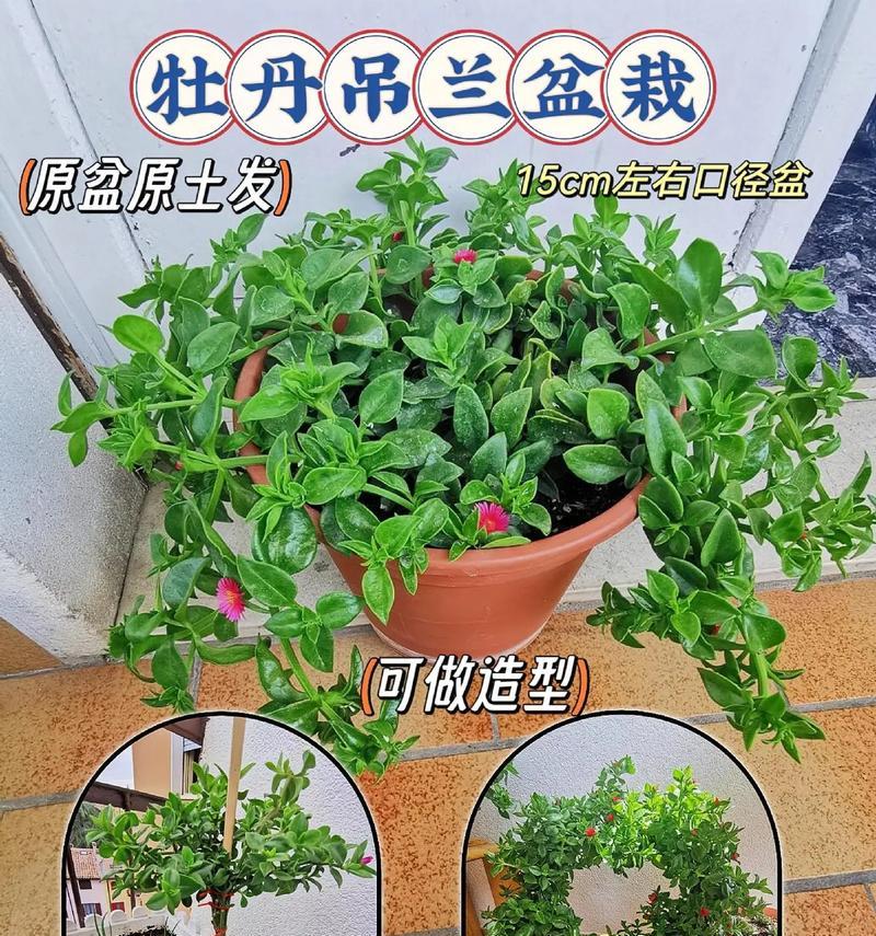 色牡丹花怎么养？有哪些养护技巧？