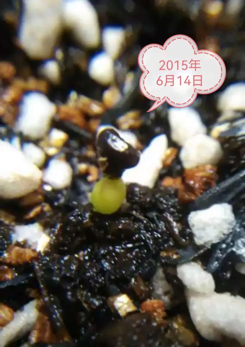 白仙人球的种植步骤是什么？