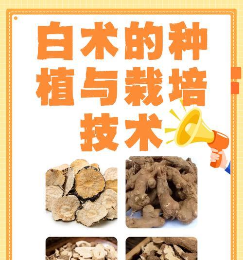 白仙人球的种植步骤是什么？