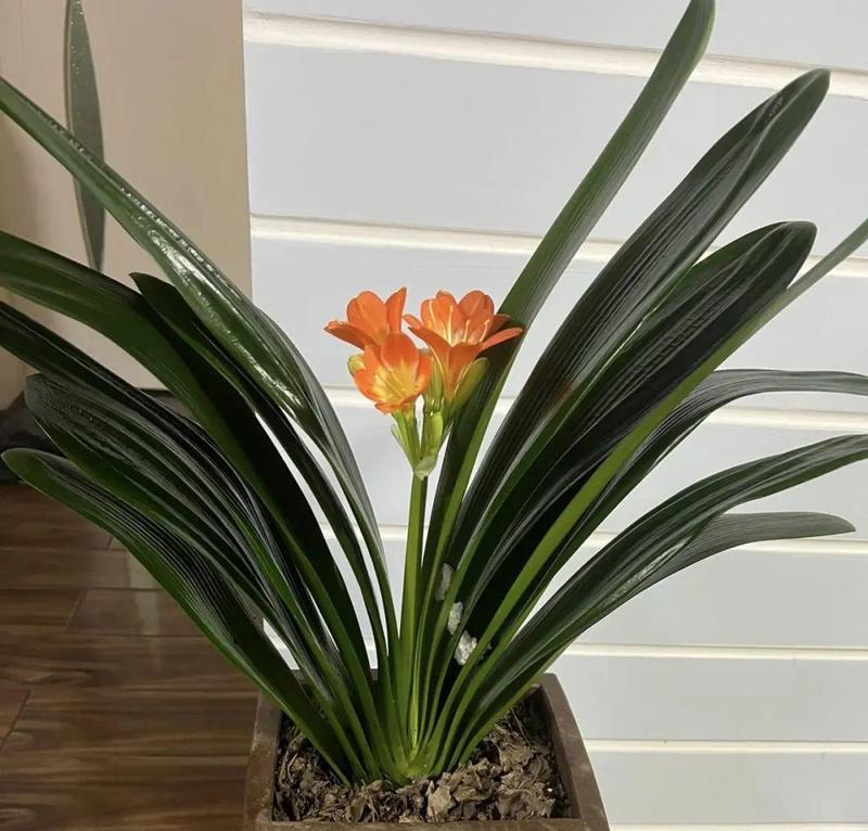 小花型君子兰的养护要点是什么？如何正确浇水？