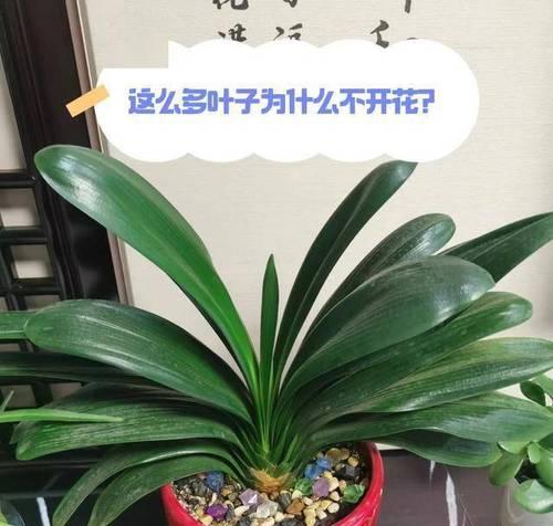 小花型君子兰的养护要点是什么？如何正确浇水？