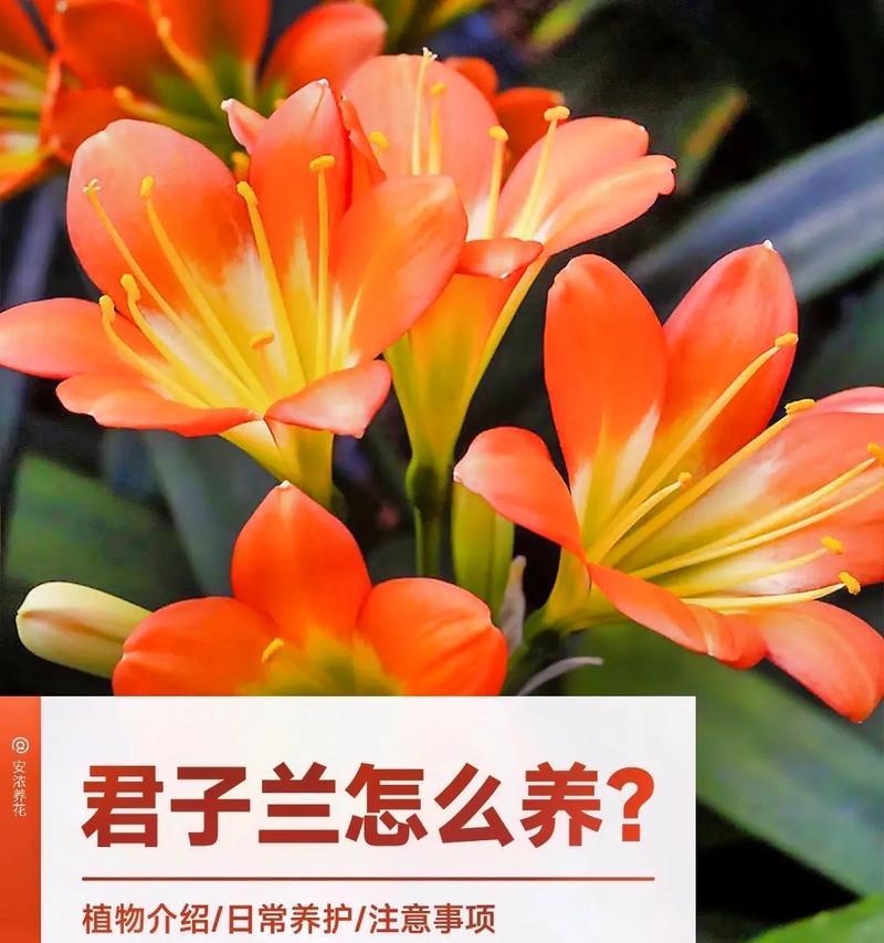 君子兰盆栽油匠的养护技巧是什么？