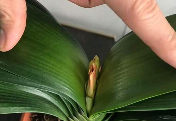 君子兰超大却不开花是何原因？