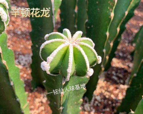 有颜色的仙人球嫁接后叫什么名字？如何进行嫁接？