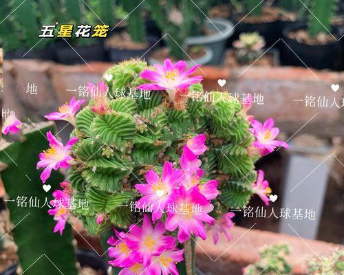 有颜色的仙人球嫁接后叫什么名字？如何进行嫁接？