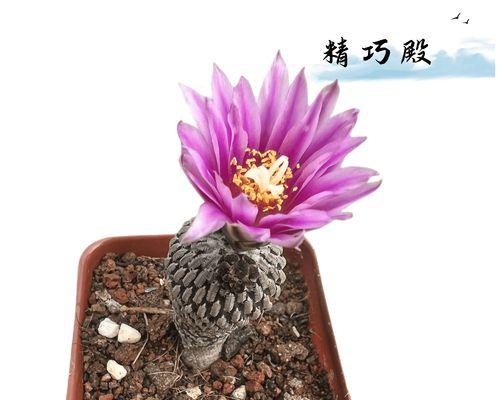 仙人球盆栽移栽断根如何处理？