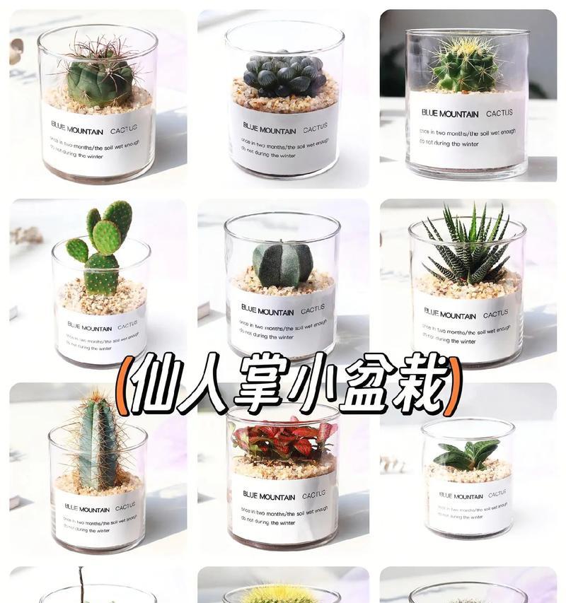 仙人球盆栽移栽断根如何处理？